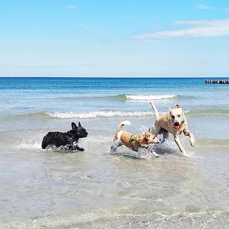 Ferienhaus Waldlicht Fuhlendorf (Mecklenburg-Vorpommern)